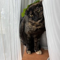 こはる