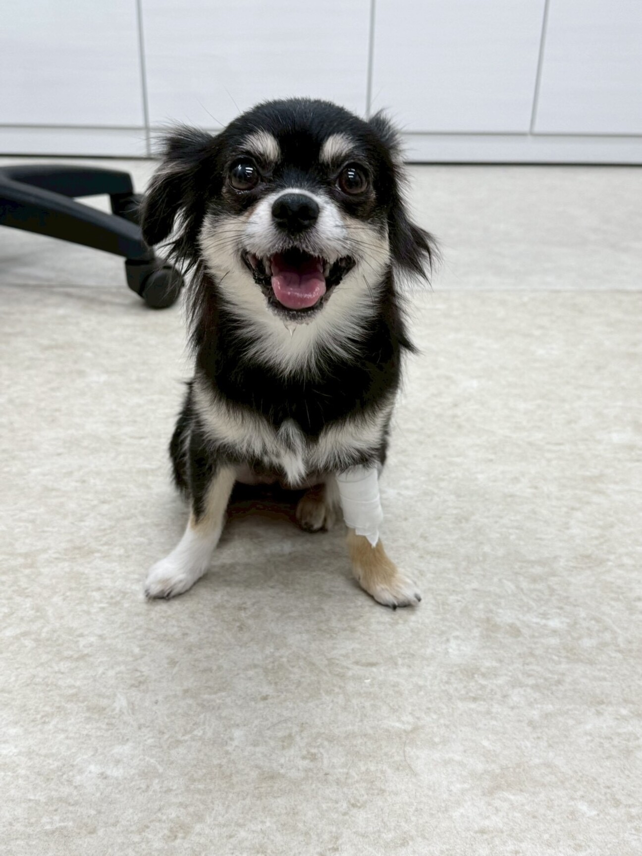 信頼関係が築けると甘えて」埼玉県 - 犬の里親募集(539840