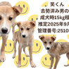 可愛い野犬の子犬4きょうだい①笑（しょう）くん サムネイル7