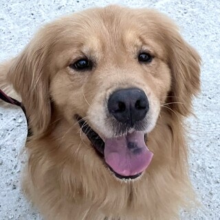 ゴールデン・レトリーバー × 三重県が募集対象」保護犬の里親募集情報
