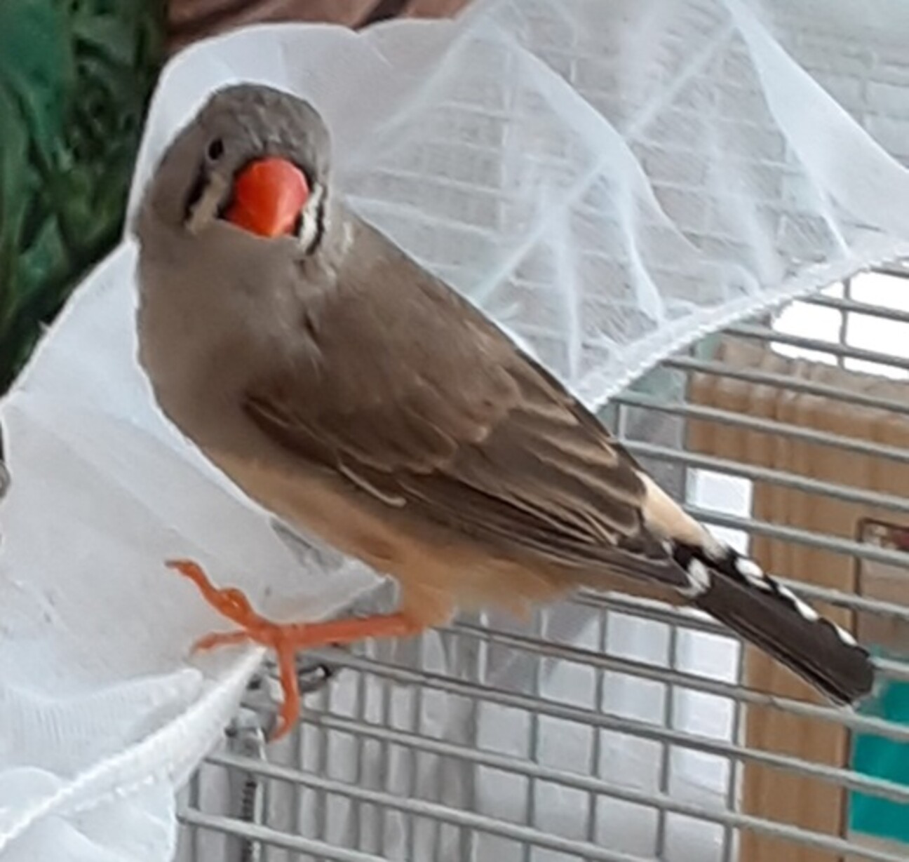 3月生まれキンカチョウ」東京都 - 鳥の里親募集(539844) 1枚目の画像 3月生まれキンカチョウ」東京都 - 鳥の里親募集(539844) 1枚目の画像