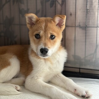 3ヶ月、柴犬風困った顔、ずっとのお家を探してます