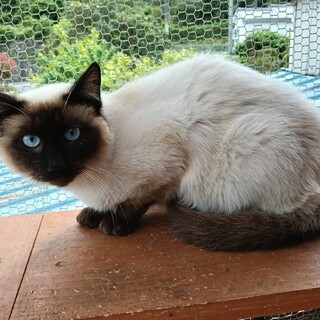 1歳青目シャム♂　人なれしています