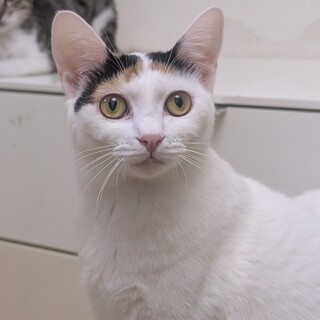 猛烈親しい❤️シャイナちゃん