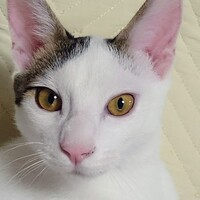 五郎八