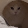 にゃんは