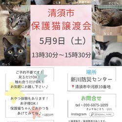 保護猫譲渡会