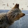 人にも猫にも優しい桜さん サムネイル2