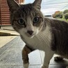 人にも猫にも優しい桜さん サムネイル3