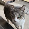 人にも猫にも優しい桜さん サムネイル4