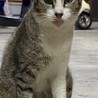 人にも猫にも優しい桜さん サムネイル5