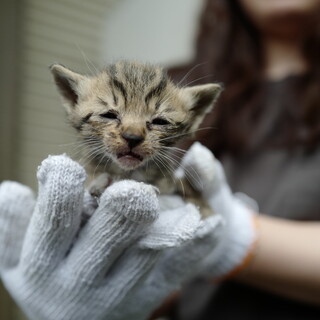 250gほどの子猫を保護しました！