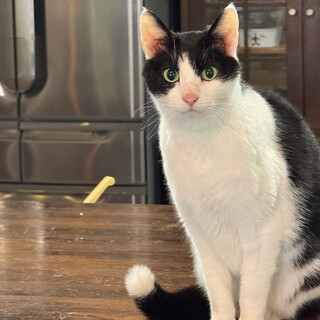 13歳ですが大変元気で人なつっこいハチワレ成猫です