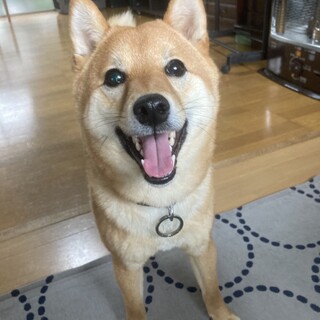 交渉中・豆柴１歳　元気な男の子