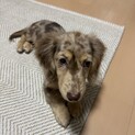 ダックス