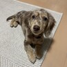 ダックス サムネイル2