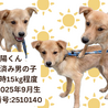 可愛い野犬の子犬4きょうだい②陽（よう）くん サムネイル7
