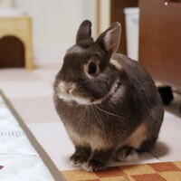 かい
