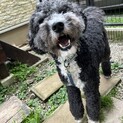 飼い主の手術により急募
