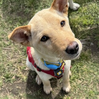 可愛いうどんのずっとのお家を探しています