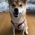 すごく甘えん坊の柴犬 女の子です