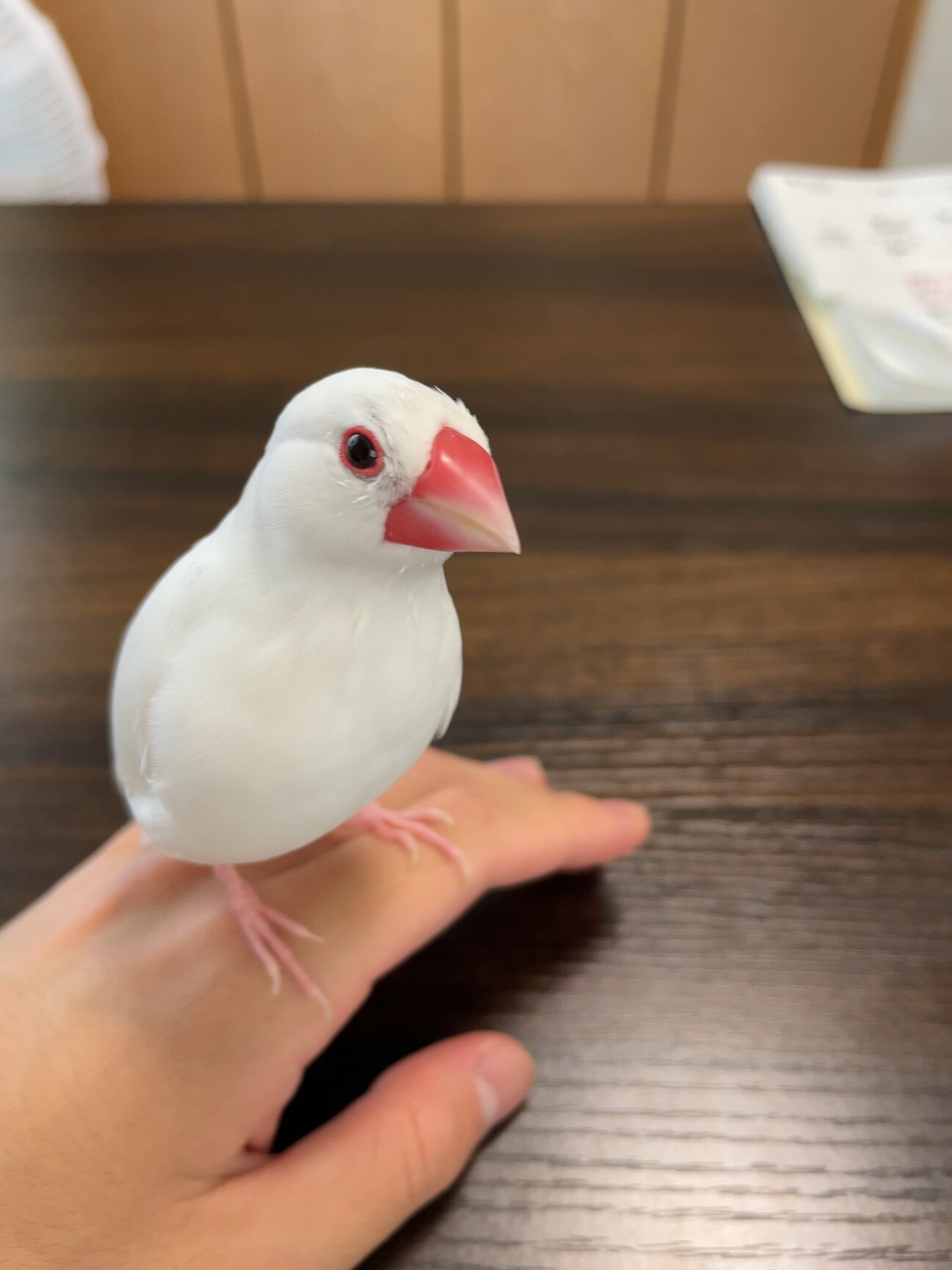 ⚠️急遽⚠️ 白文鳥4歳」石川県 - 鳥の里親募集(518040) :: ペット