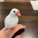 ⚠️急募⚠️ 白文鳥4歳 里親募集中！