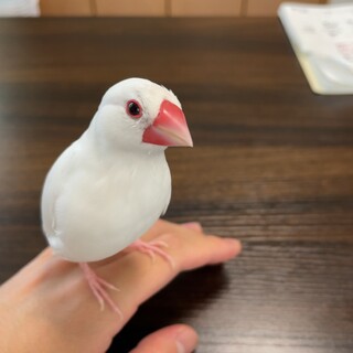 ⚠️急募⚠️ 白文鳥4歳 里親募集中！