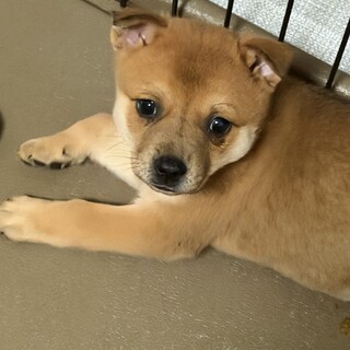 小柄なぽぽちゃん
