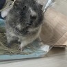 らんこ。