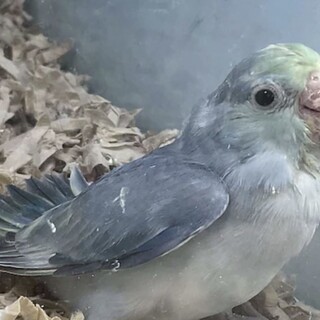 3ヶ月のマメルリハちゃんの里親さんを募集します