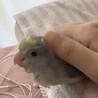 3ヶ月のマメルリハちゃんの里親さんを募集します サムネイル2