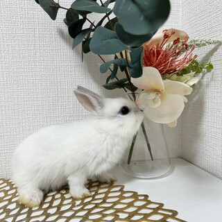 ロップ×ネザーのミックスうさぎ（白・焦茶の2羽）