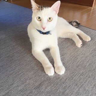 里親さん募集中