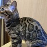 ベンガルの女の子 サムネイル3