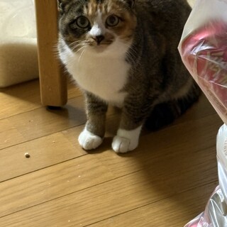 里親様募集中