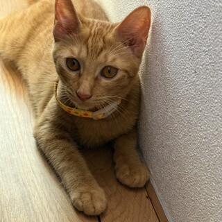 里親様募集