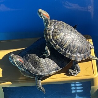 ２匹一緒に可愛がってくださる方を募集します。