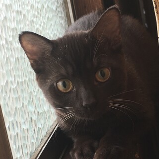 新しい家族募集中