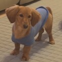 ダックス(1歳未満)里親探しています。