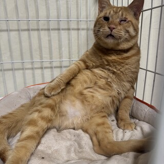 茶トラ　男の子　推定5歳
