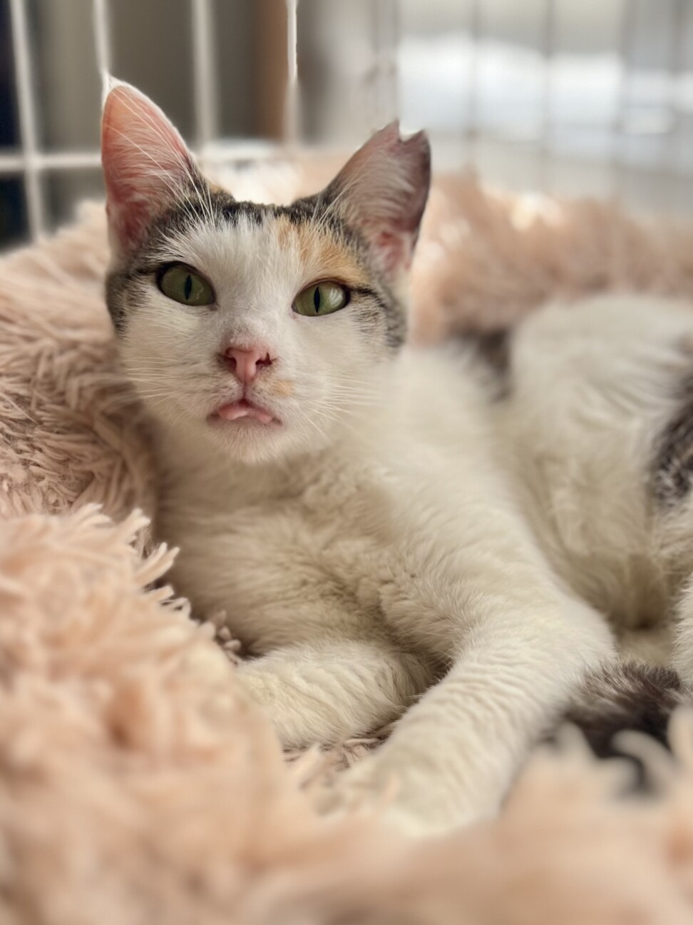永遠のこねこちゃん♡」茨城県 - 猫の里親募集(539925) 6枚目の画像