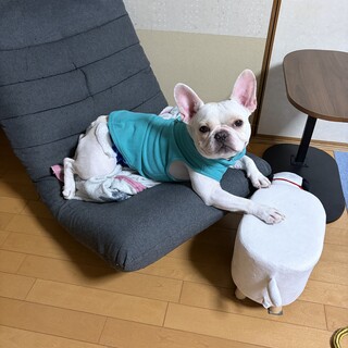 フレブル　２歳　男の子