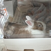 レッサー
