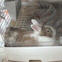 元気な大人しいライオンドワーフオスのうさぎレッサー