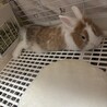 元気な大人しいライオンドワーフオスのうさぎレッサー サムネイル2
