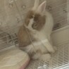 元気な大人しいライオンドワーフオスのうさぎレッサー サムネイル3
