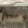 元気な大人しいライオンドワーフオスのうさぎレッサー サムネイル4