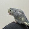 3ヶ月のマメルリハちゃんの里親さんを募集します サムネイル3