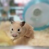 ひぐまる